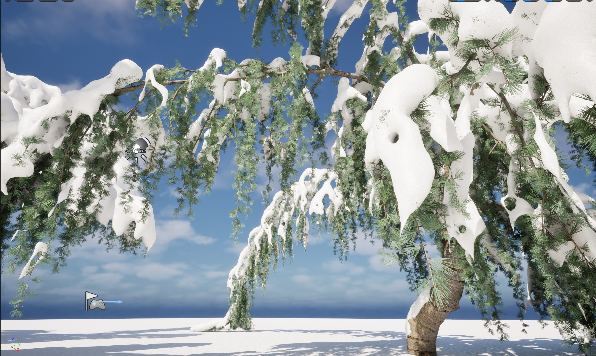 Winter Snow Plants - Cedrus atlantica Glauca Pendula – Atlas cedar - Image 6