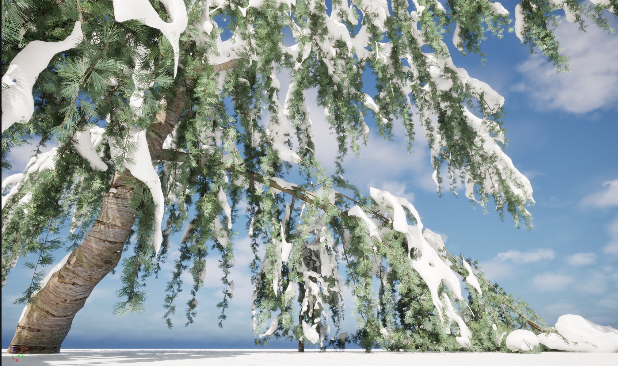 Winter Snow Plants - Cedrus atlantica Glauca Pendula – Atlas cedar - Image 5