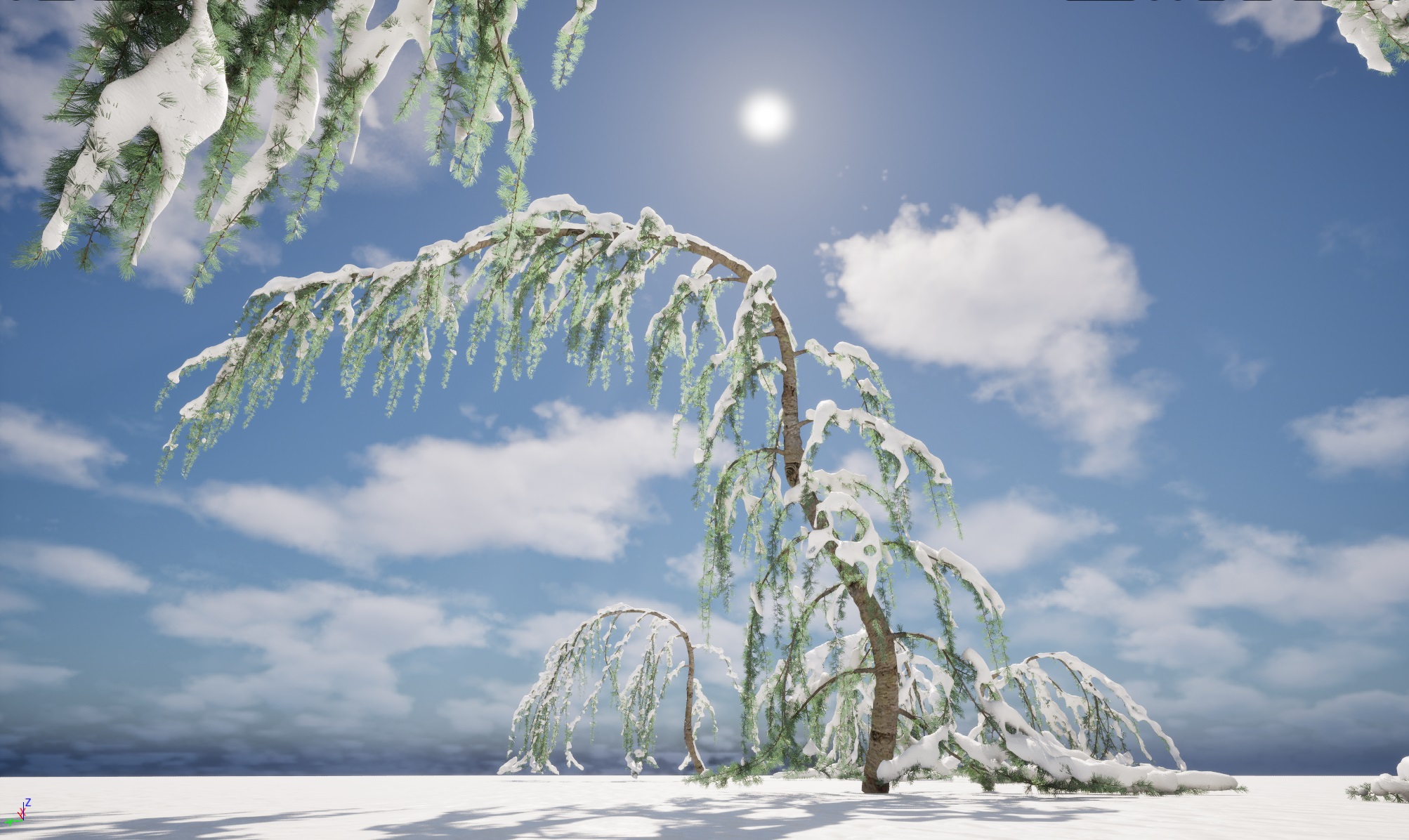 Winter Snow Plants - Cedrus atlantica Glauca Pendula – Atlas cedar - Image 4