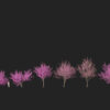 Cercis siliquastrum - Judas tree 3D Model - Image 12
