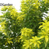 Choisya ternata Moonsleeper - Mexican orange blossom 3D Model - Image 9