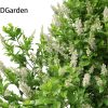 Clethra alnifolia Sixteen Candles - Common white alder 3D Model - Image 4