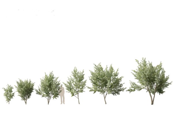 Australian Native Trees Pack 31 - Image 20