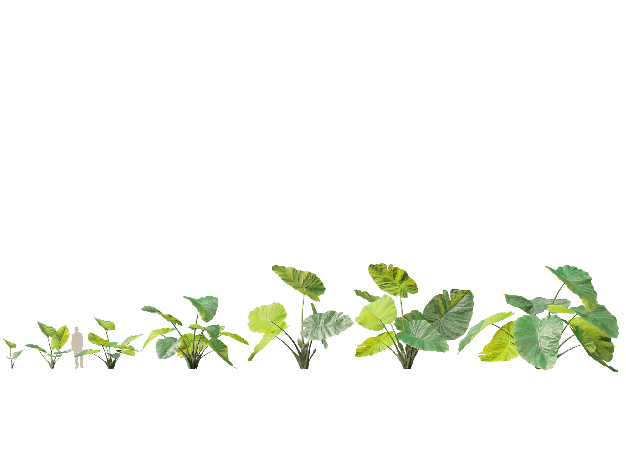 Colocasia gigantea - Giant Elephant Ear