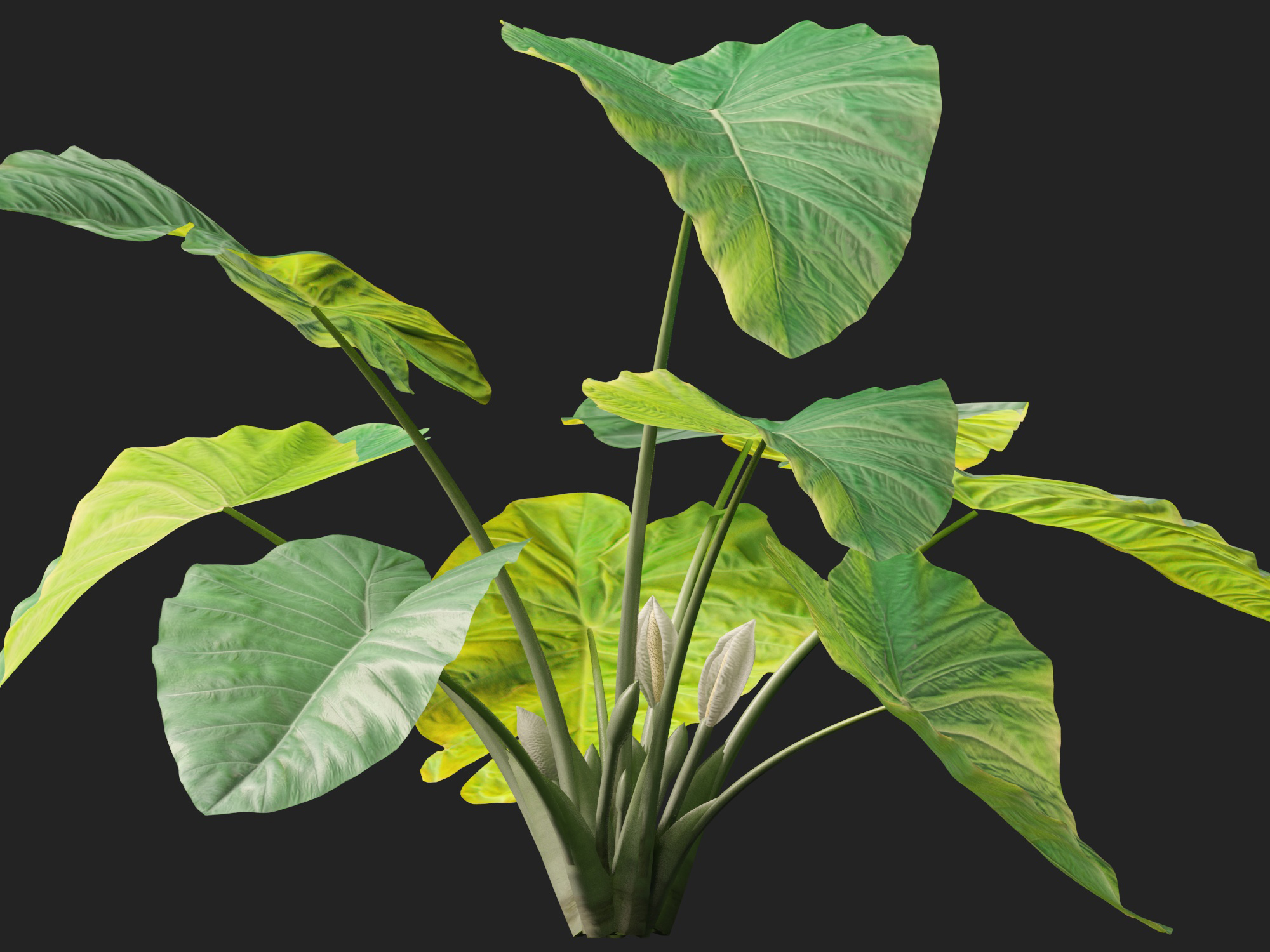 Colocasia gigantea - Giant Elephant Ear - Image 5