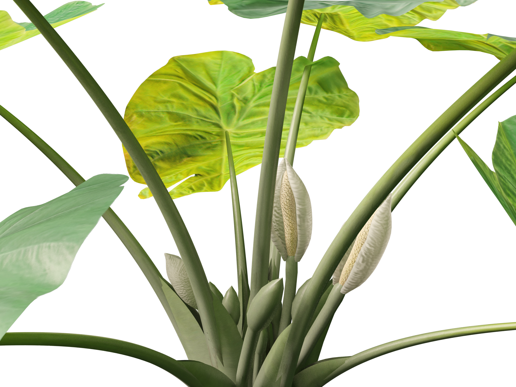 Colocasia gigantea - Giant Elephant Ear - Image 4