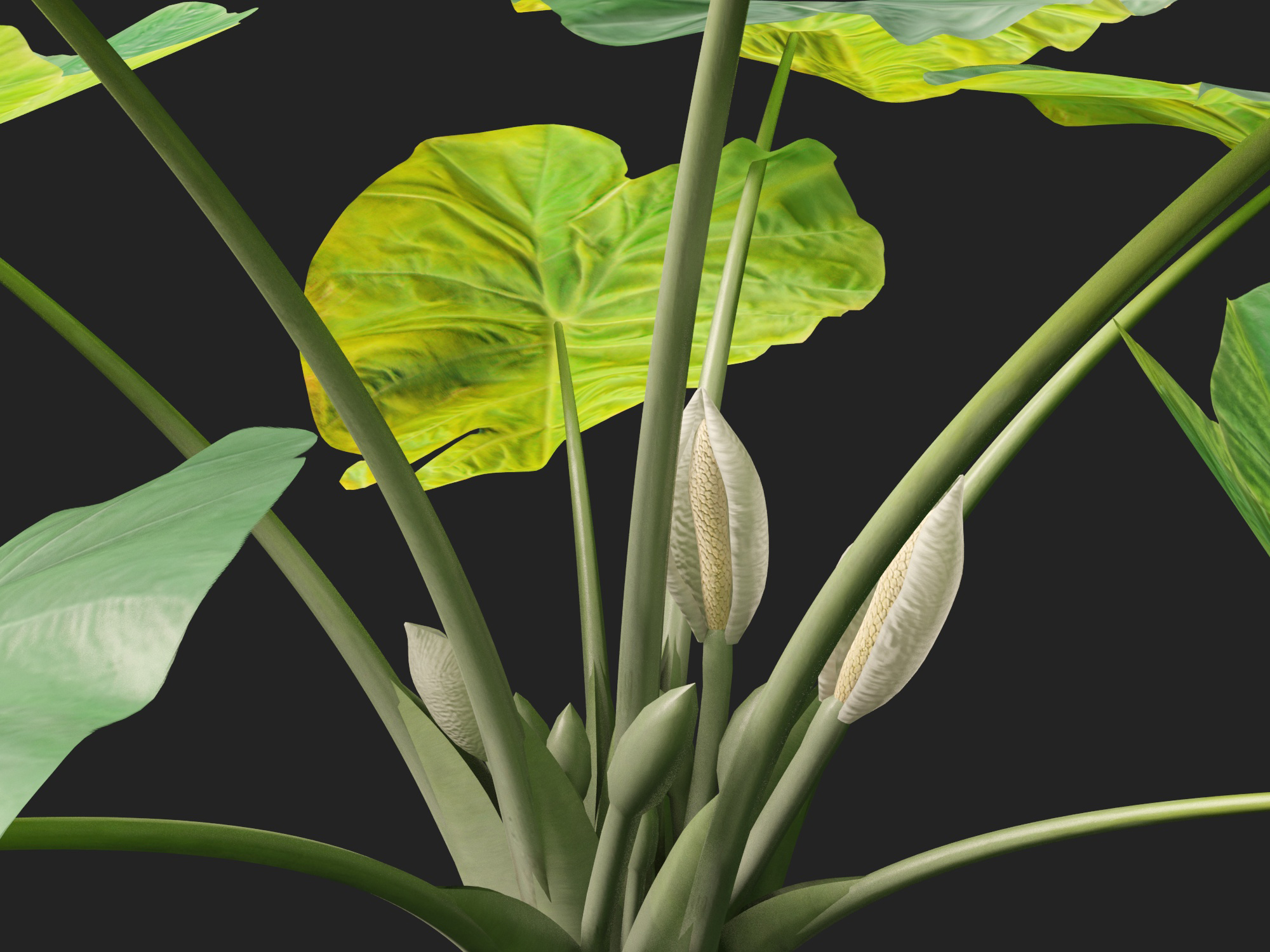 Colocasia gigantea - Giant Elephant Ear - Image 3