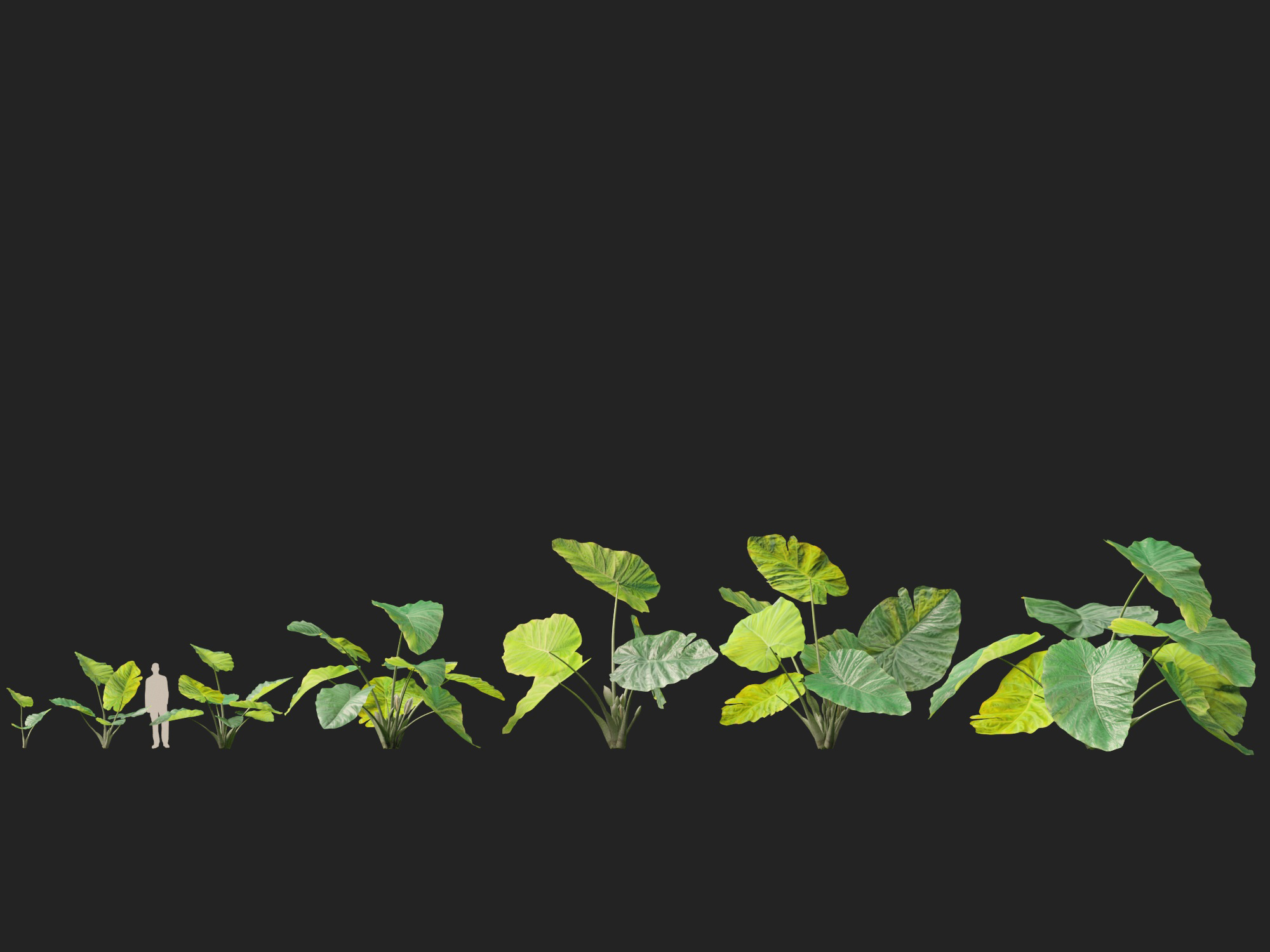 Colocasia gigantea - Giant Elephant Ear - Image 2