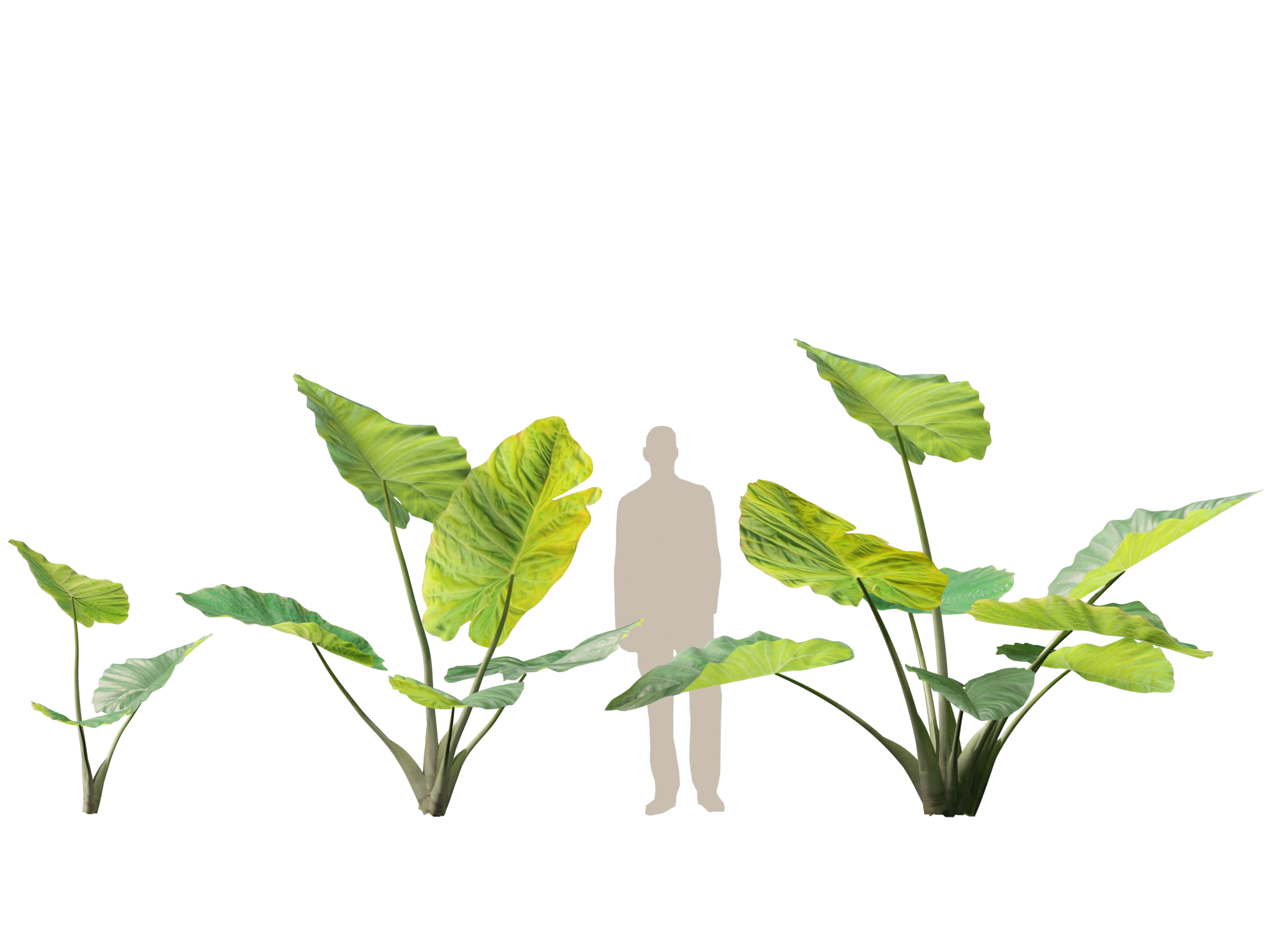 Colocasia gigantea - Giant Elephant Ear - Image 12