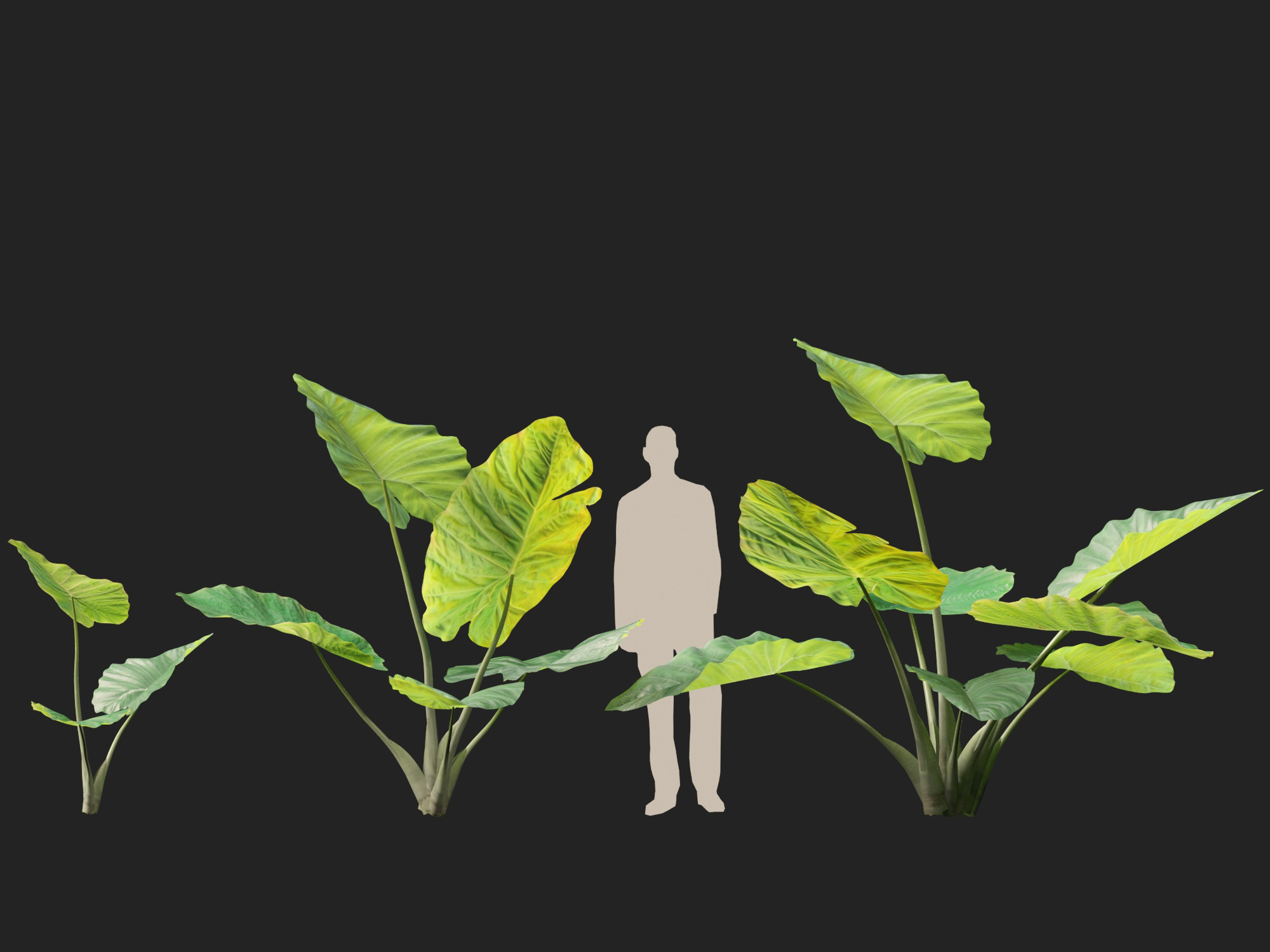 Colocasia gigantea - Giant Elephant Ear - Image 11