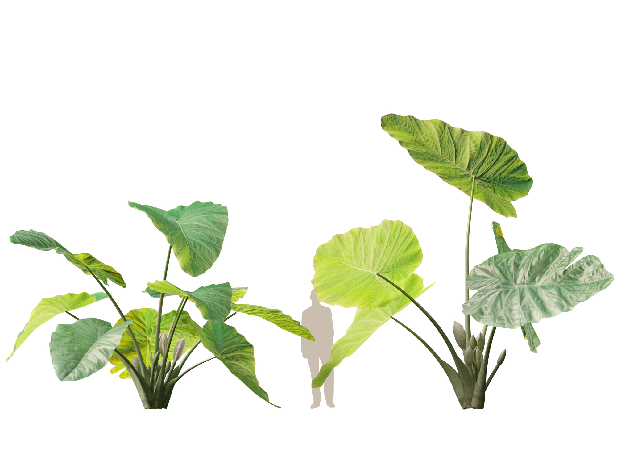 Colocasia gigantea - Giant Elephant Ear - Image 10