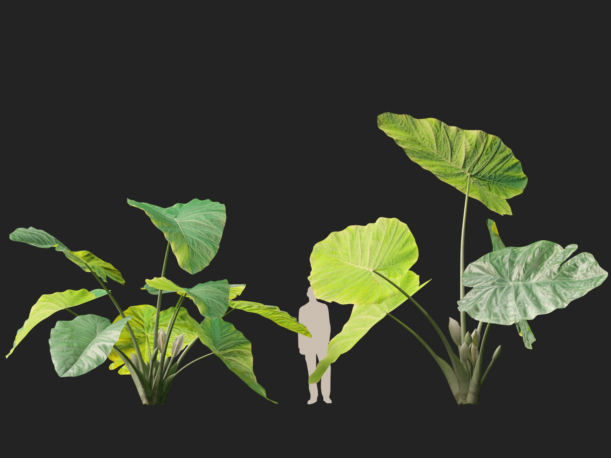 Colocasia gigantea - Giant Elephant Ear - Image 9