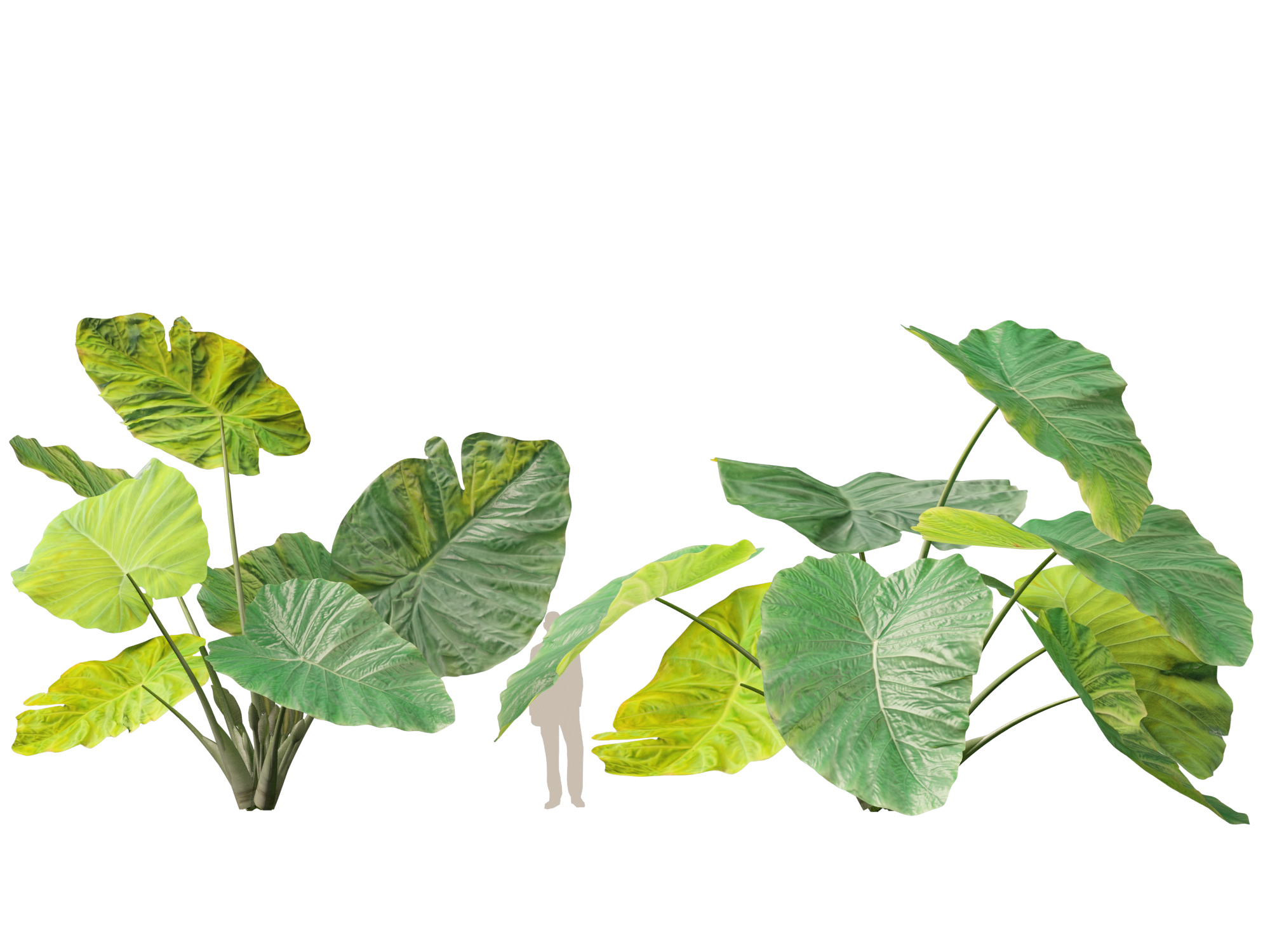 Colocasia gigantea - Giant Elephant Ear - Image 8