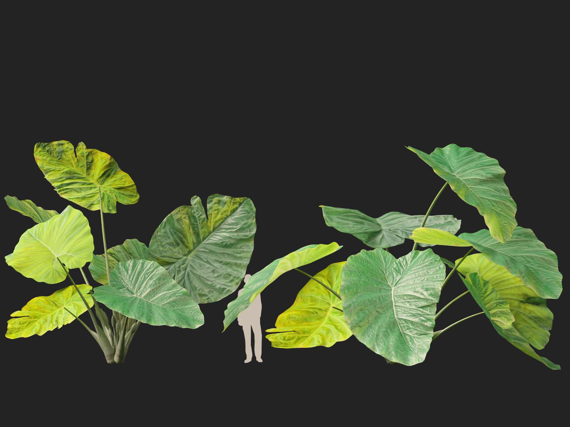 Colocasia gigantea - Giant Elephant Ear - Image 7