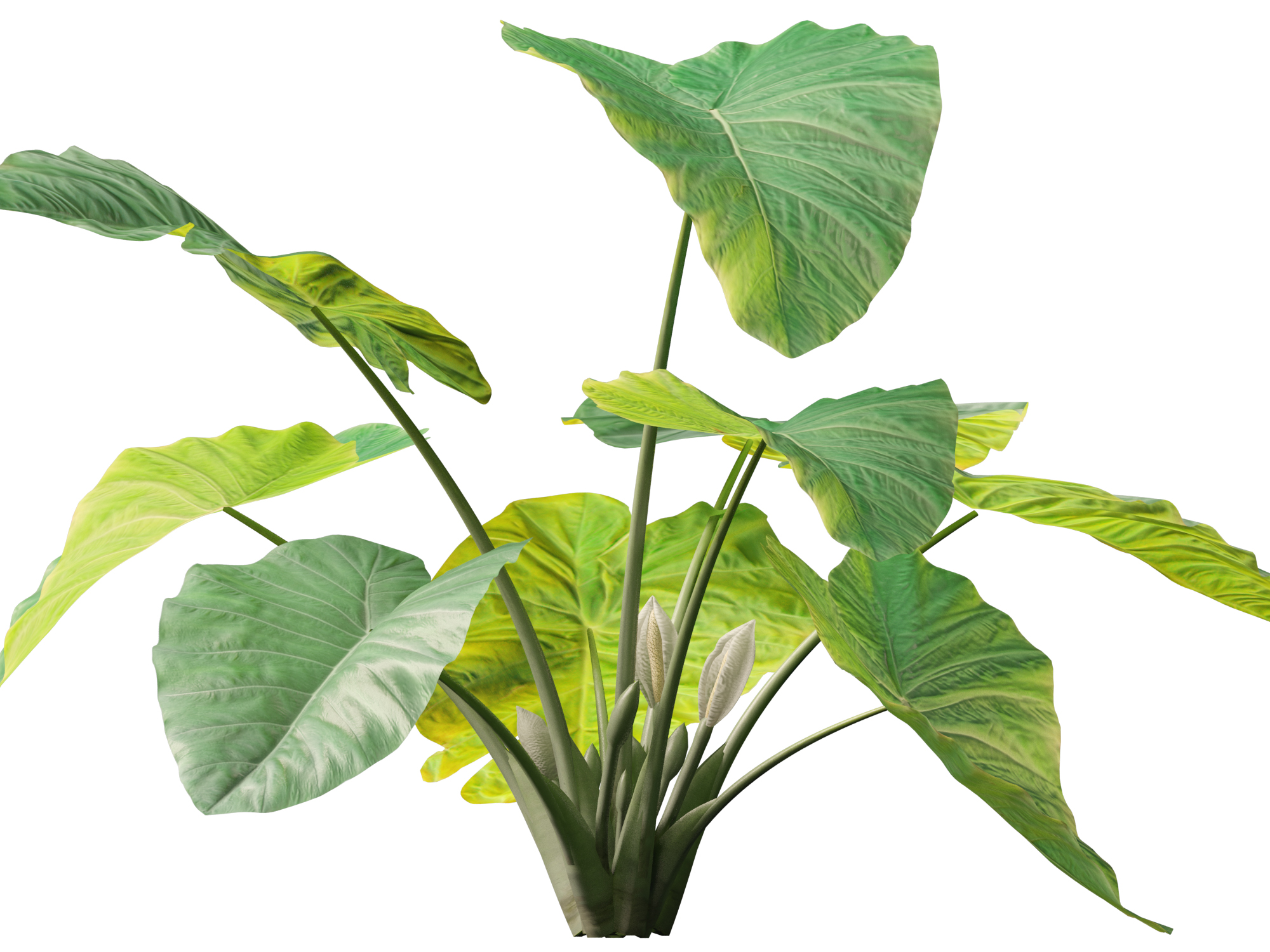 Colocasia gigantea - Giant Elephant Ear - Image 6