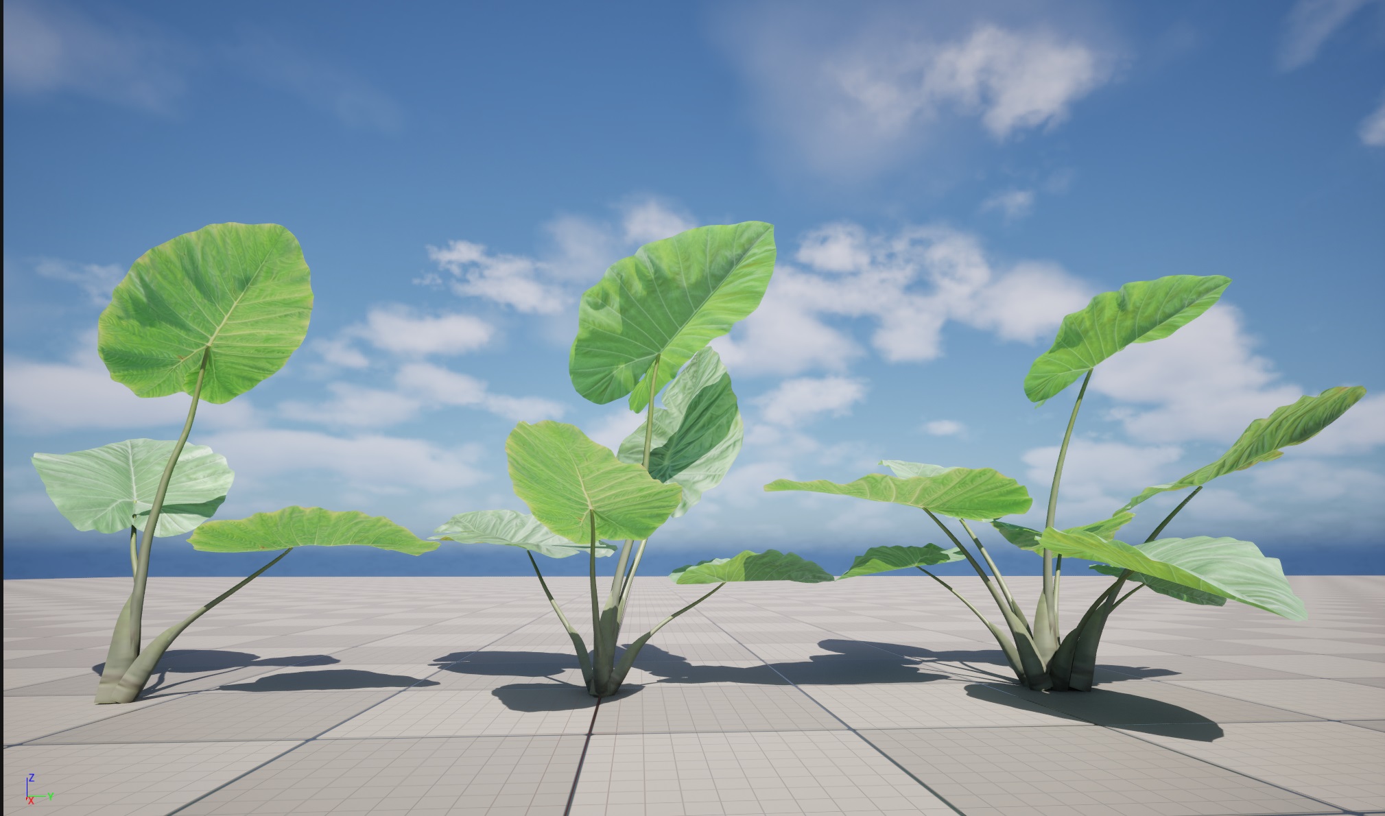 Colocasia gigantea - Giant Elephant Ear - Image 14