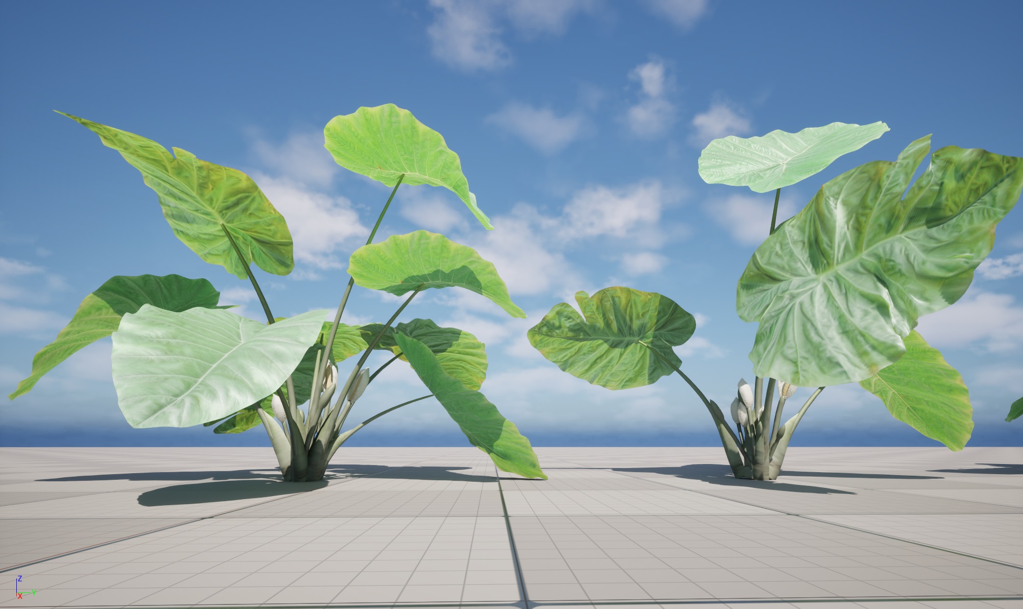 Colocasia gigantea - Giant Elephant Ear - Image 15