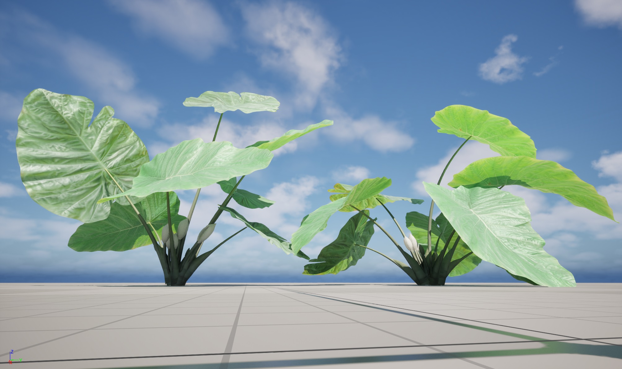 Colocasia gigantea - Giant Elephant Ear - Image 16