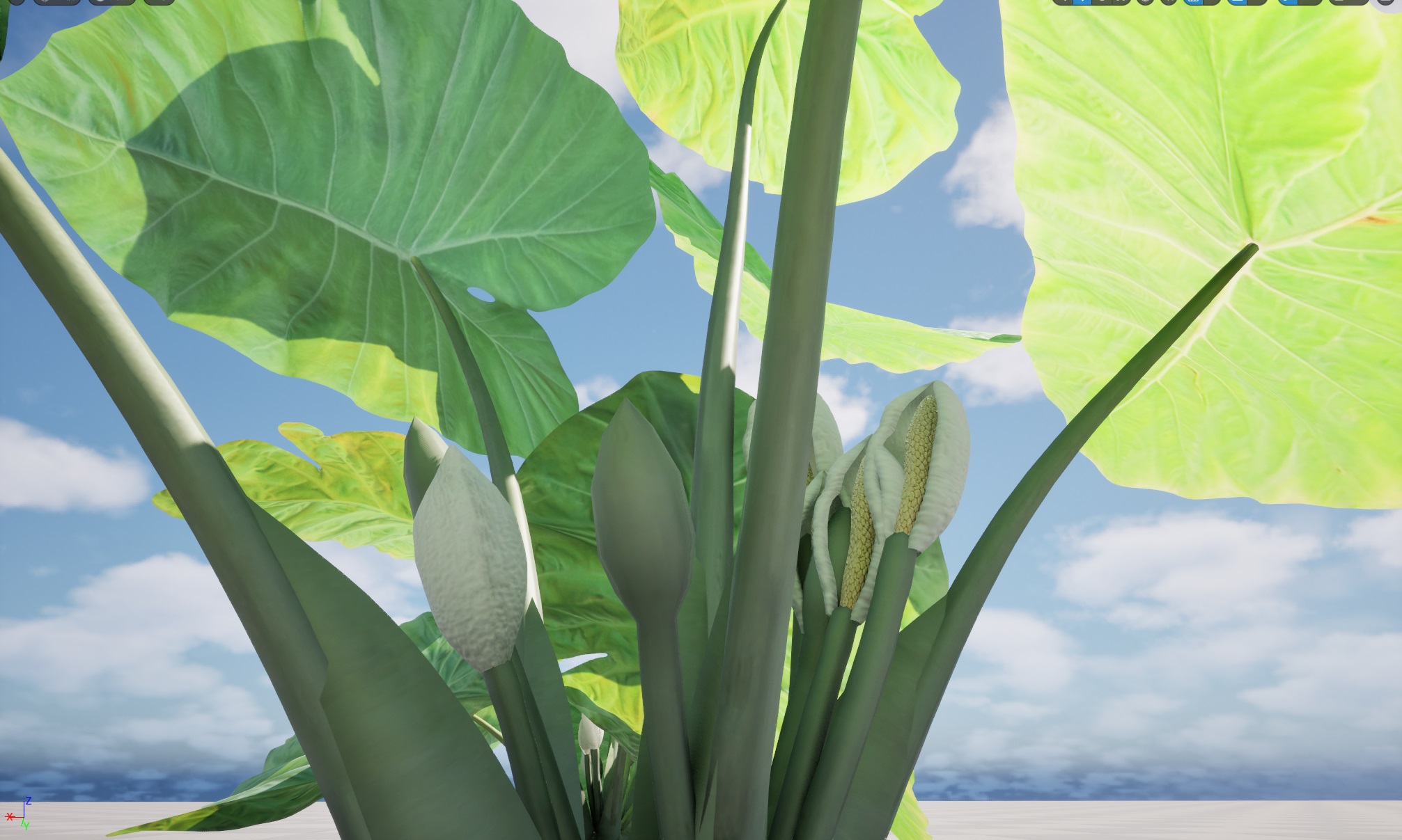 Colocasia gigantea - Giant Elephant Ear - Image 17