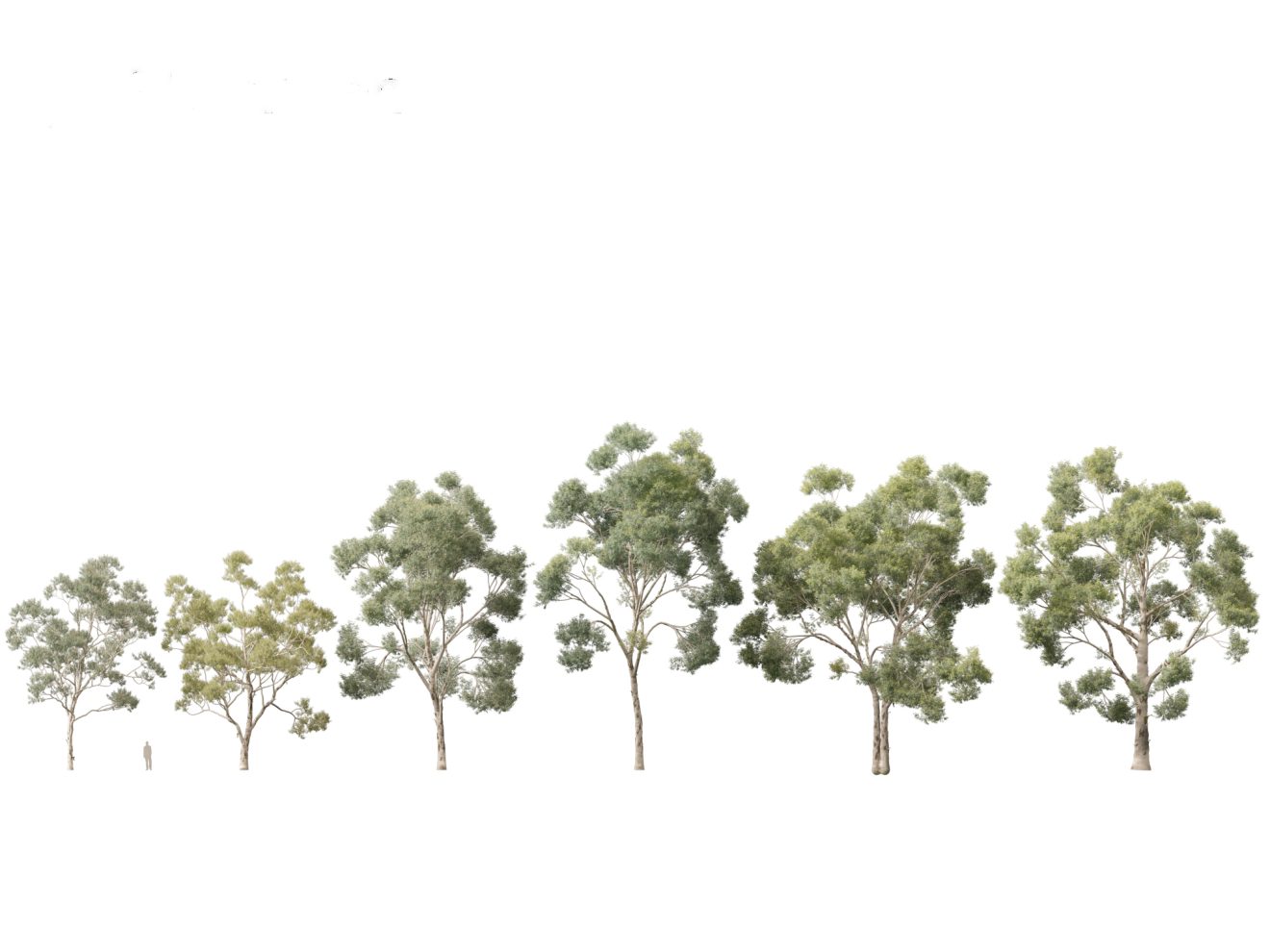 Australian Native Trees Pack 31