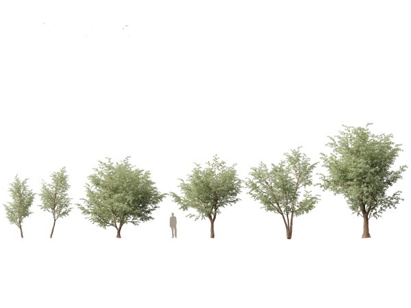 Australian Native Trees Pack 31 - Image 16