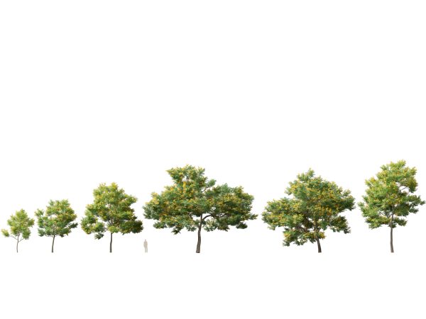 Bulnesia arborea - verawood 3D Model - Image 2