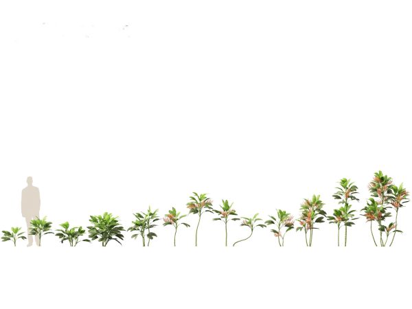 Palms & Exotics Pack 25 - Image 9