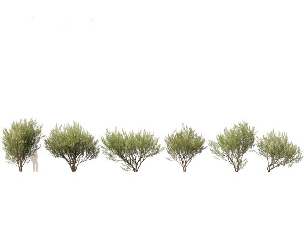 Temperate Flowering Shrubs & Trees Pack 54 - Image 11