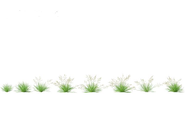 Meadow & Grassland Plants Pack 34 - Image 27