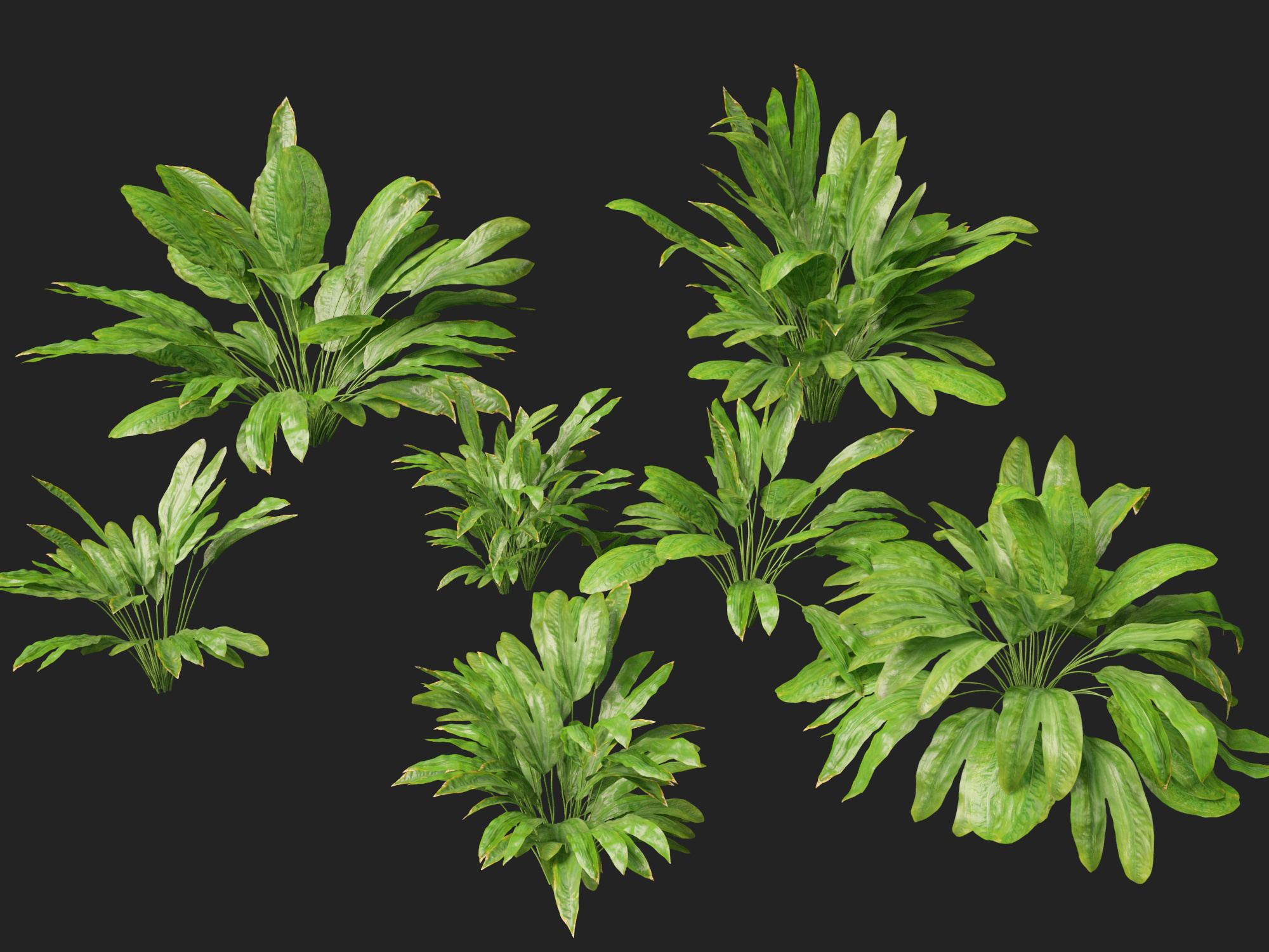 Cyclanthus bipartitus - Split-leafed Cyclanthus - Image 3