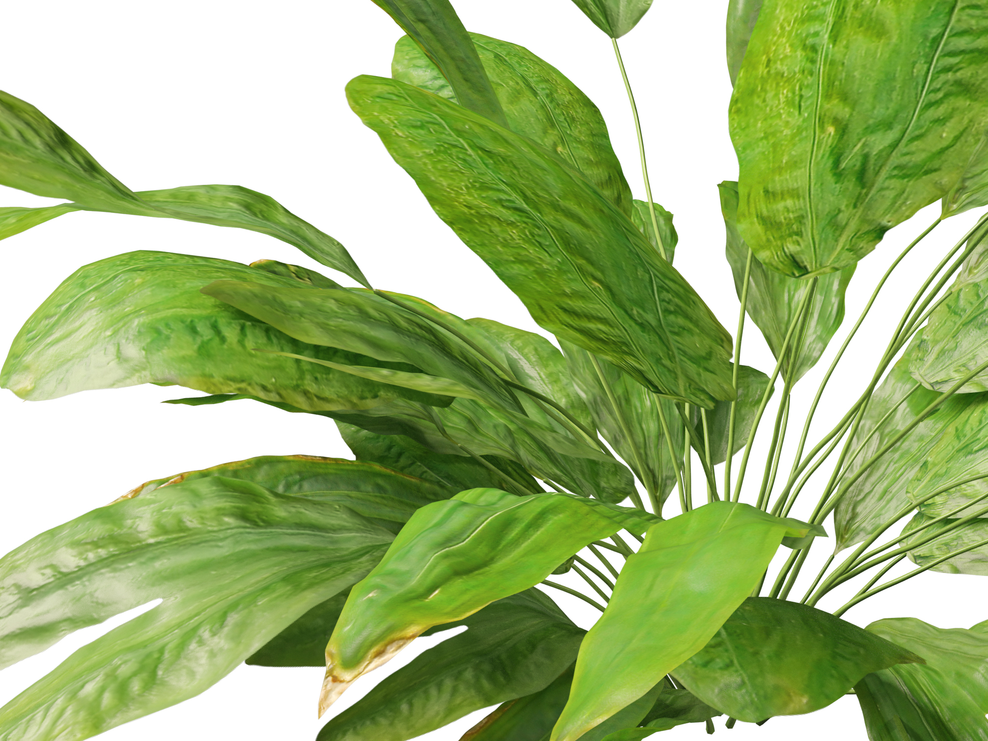 Cyclanthus bipartitus - Split-leafed Cyclanthus - Image 5