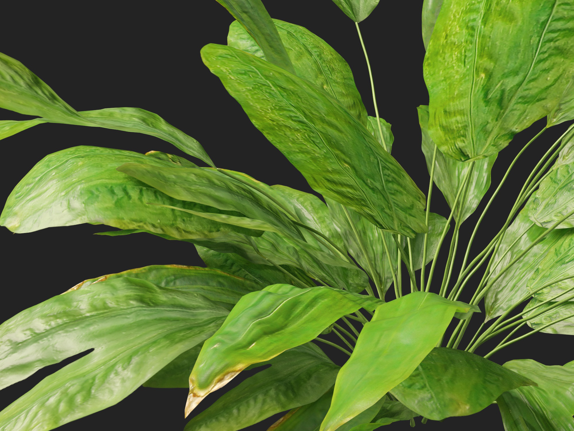 Cyclanthus bipartitus - Split-leafed Cyclanthus - Image 4