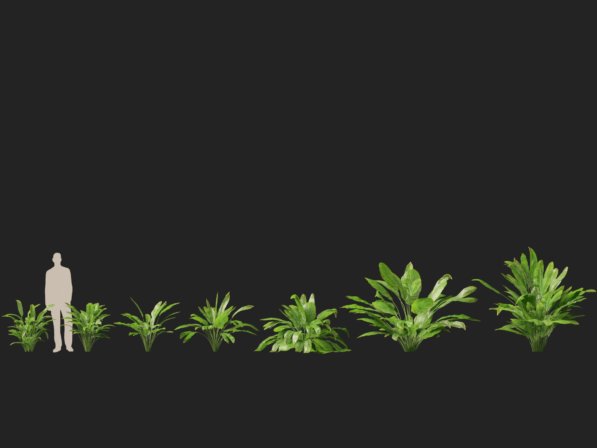 Cyclanthus bipartitus - Split-leafed Cyclanthus - Image 2