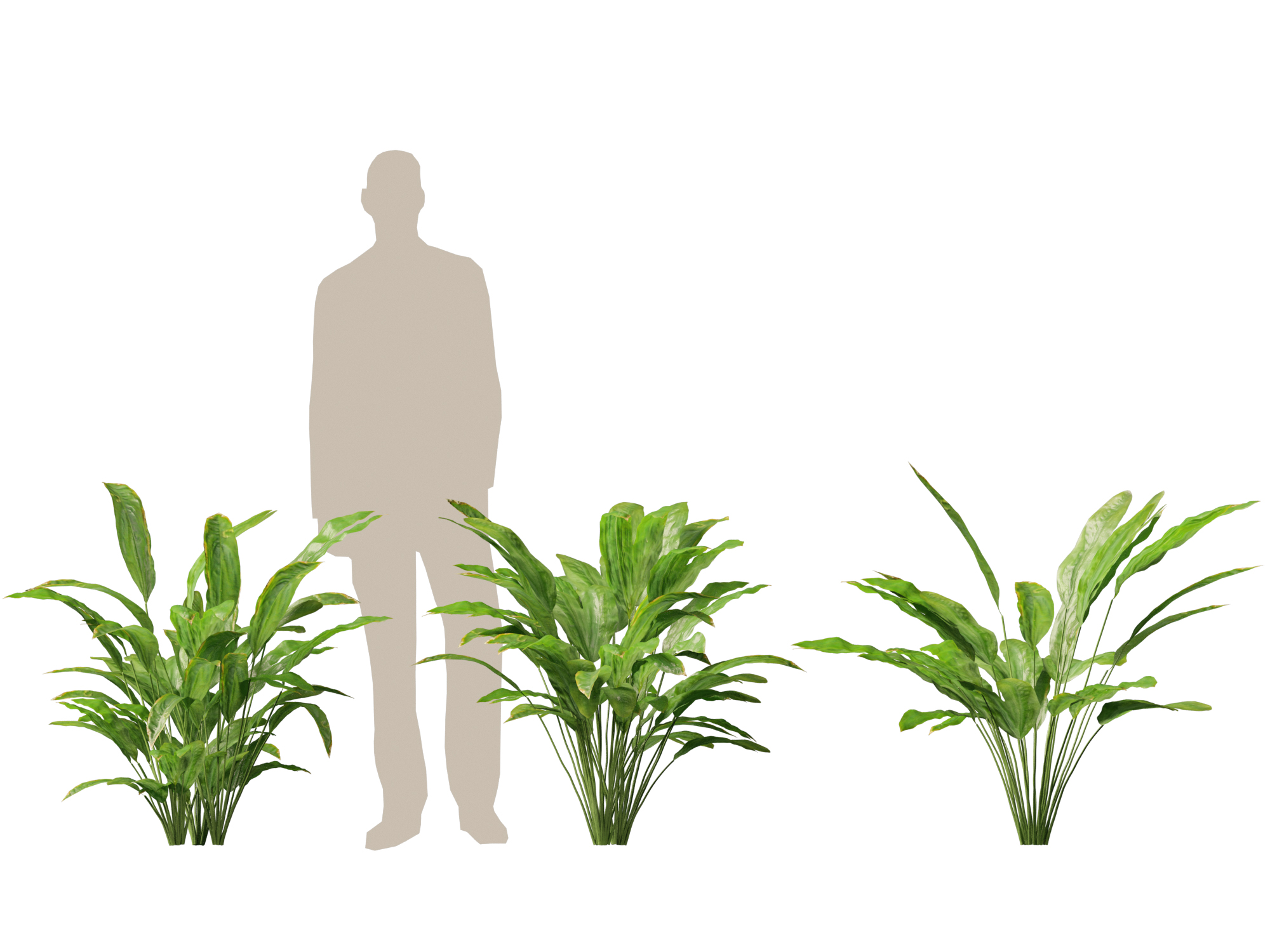 Cyclanthus bipartitus - Split-leafed Cyclanthus - Image 12