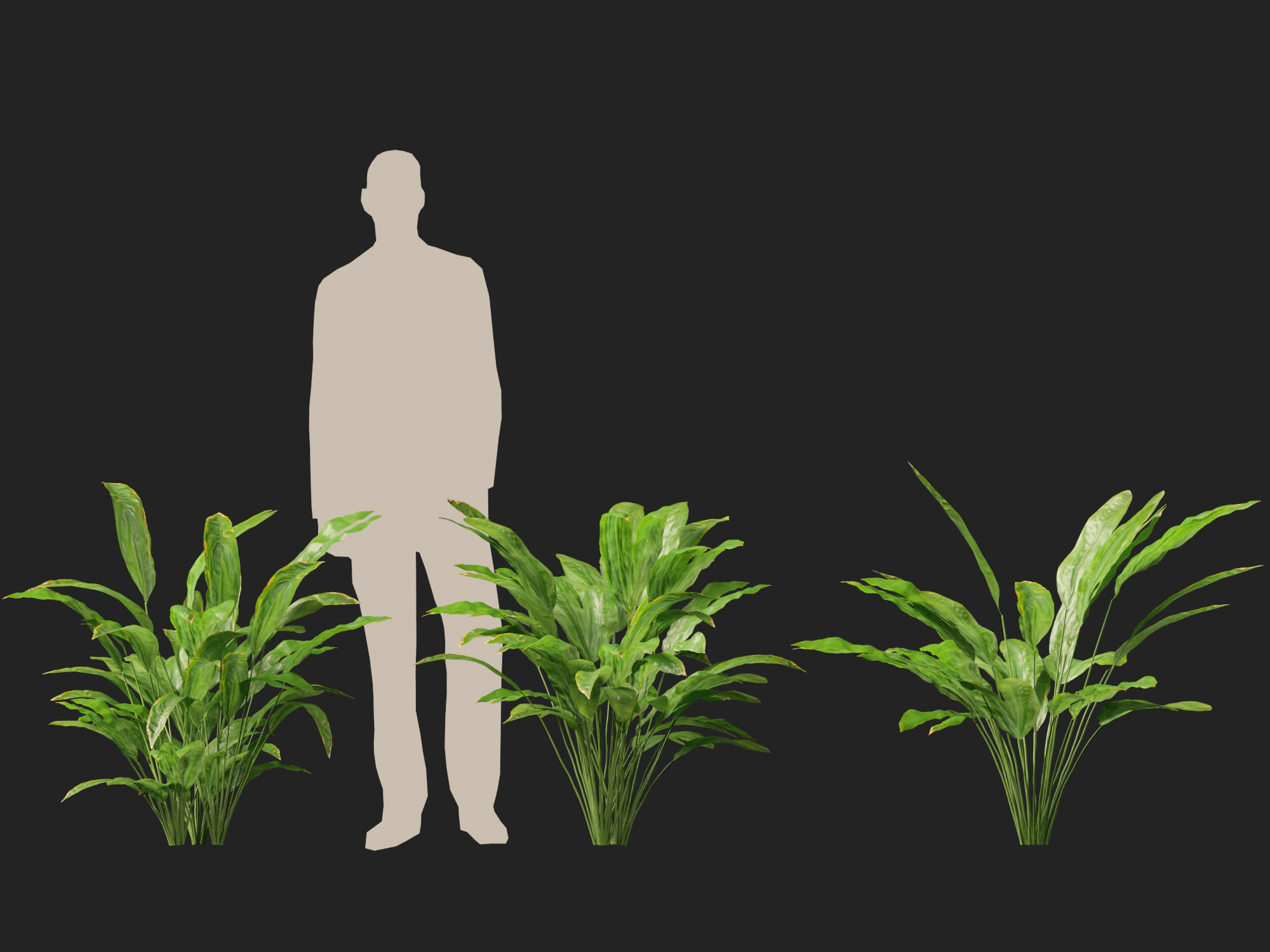 Cyclanthus bipartitus - Split-leafed Cyclanthus - Image 11