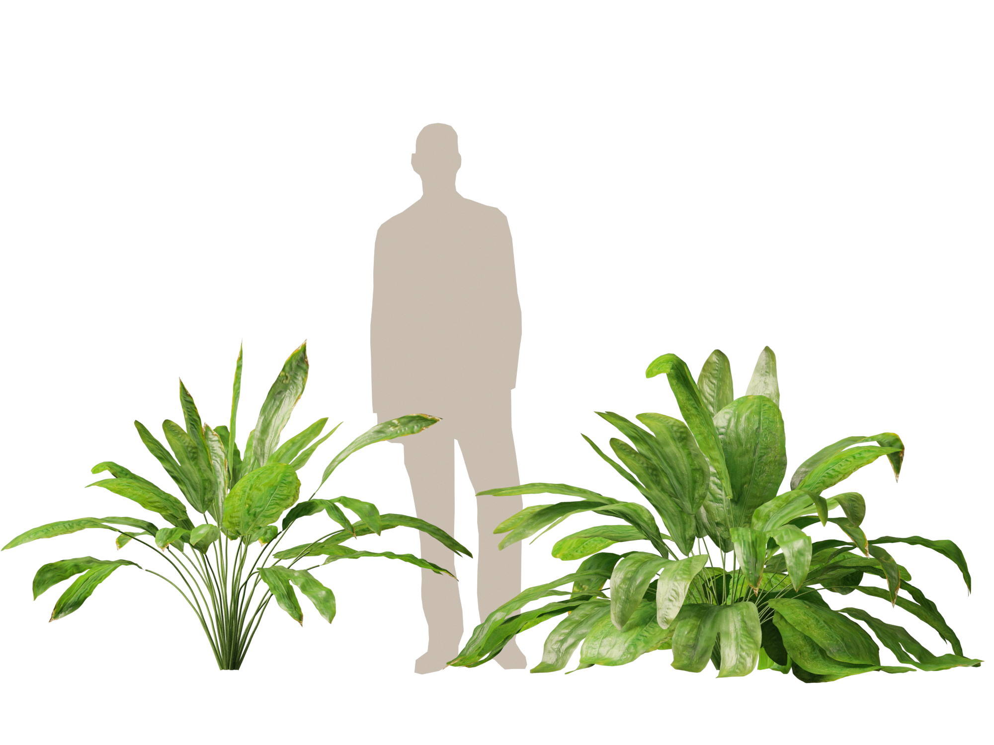 Cyclanthus bipartitus - Split-leafed Cyclanthus - Image 10