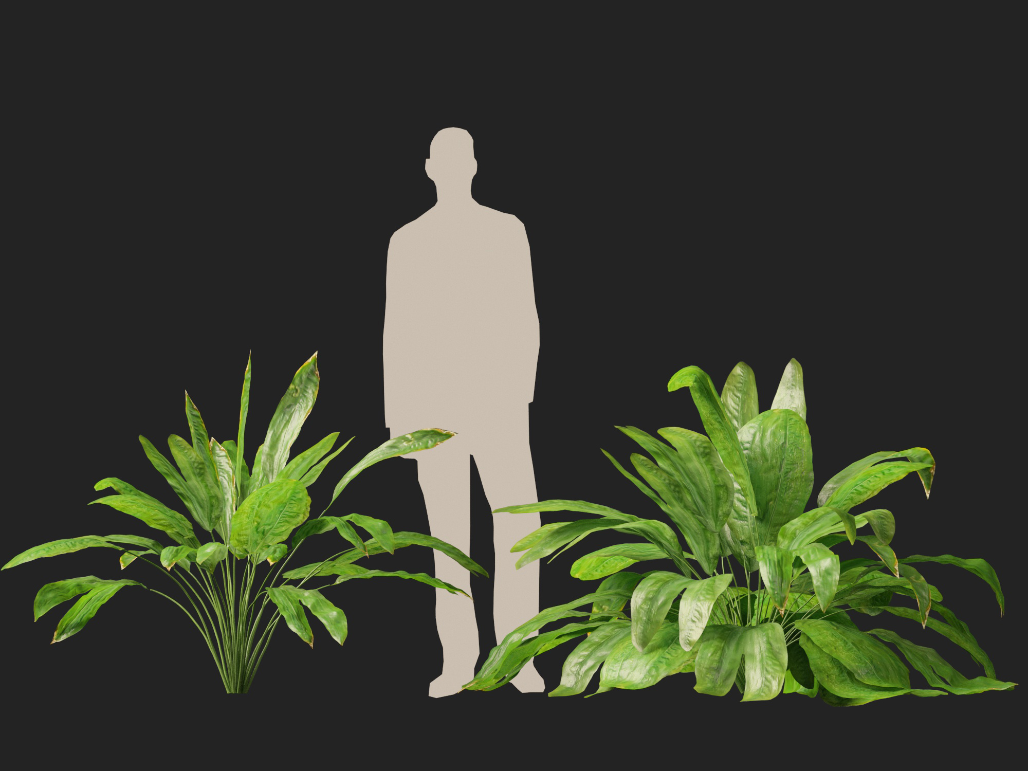 Cyclanthus bipartitus - Split-leafed Cyclanthus - Image 9