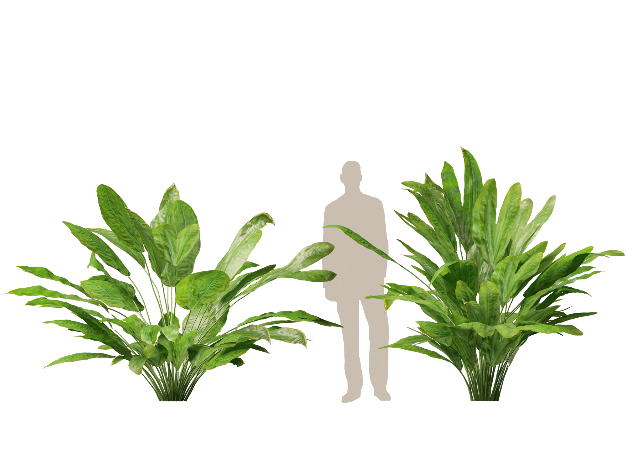 Cyclanthus bipartitus - Split-leafed Cyclanthus - Image 8