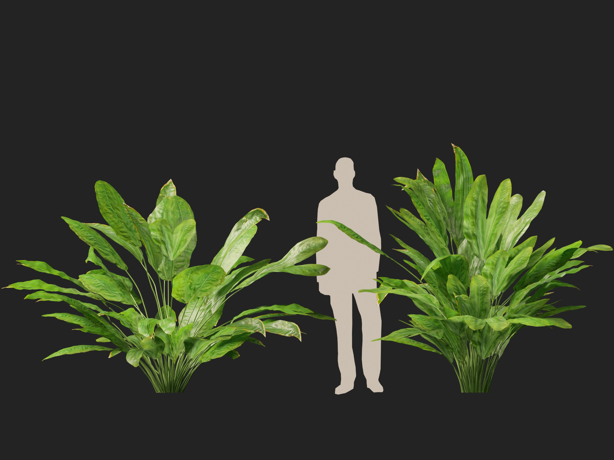 Cyclanthus bipartitus - Split-leafed Cyclanthus - Image 7