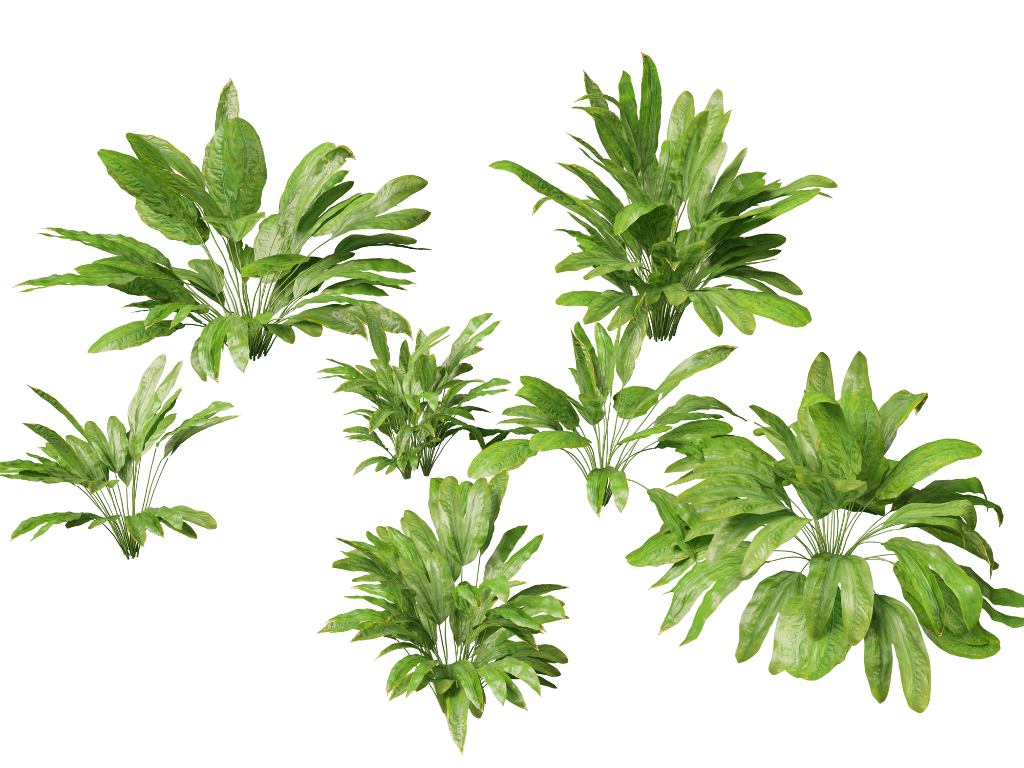 Cyclanthus bipartitus - Split-leafed Cyclanthus