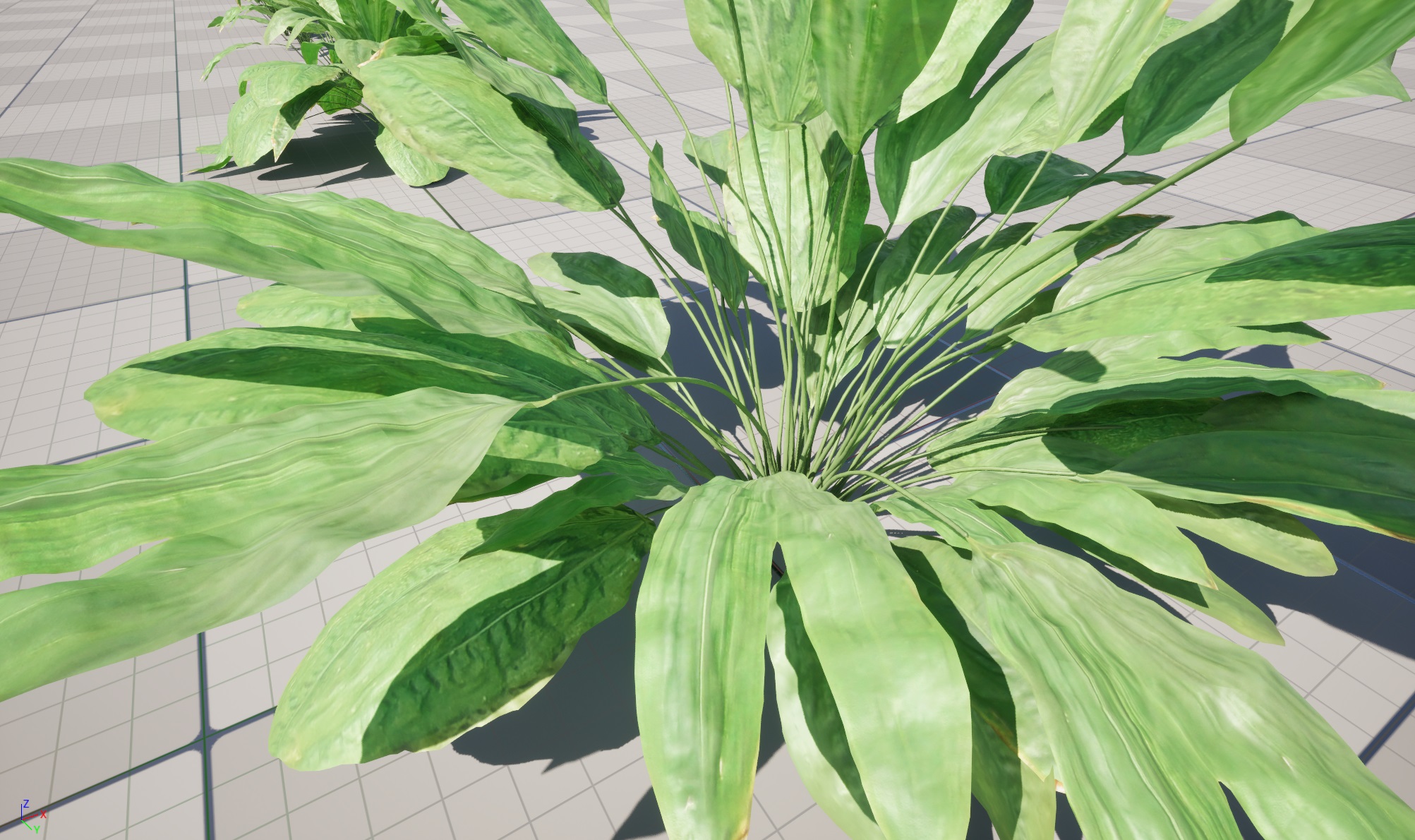 UE5 Wind Plants - Cyclanthus bipartitus - Split-leafed Cyclanthus - Image 3