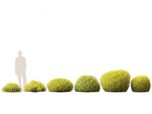 Hedge & Border Plants Pack 26 - Image 6