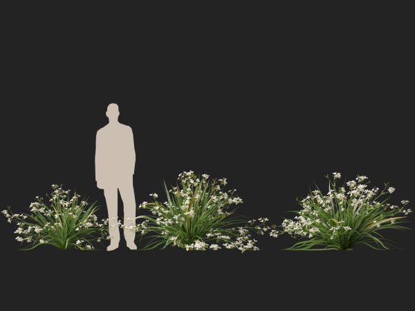 Libertia paniculata - Branching grass-flag 3D Model - Image 7