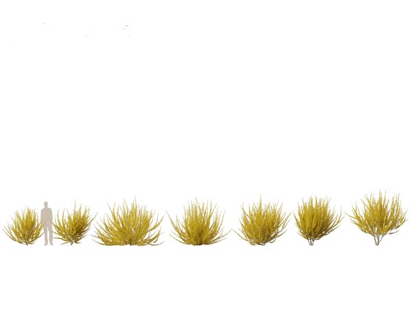 Flowering Shrubs & Blossoms Pack 04 - Image 9