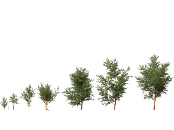 Australian Native Trees Pack 31 - Image 6
