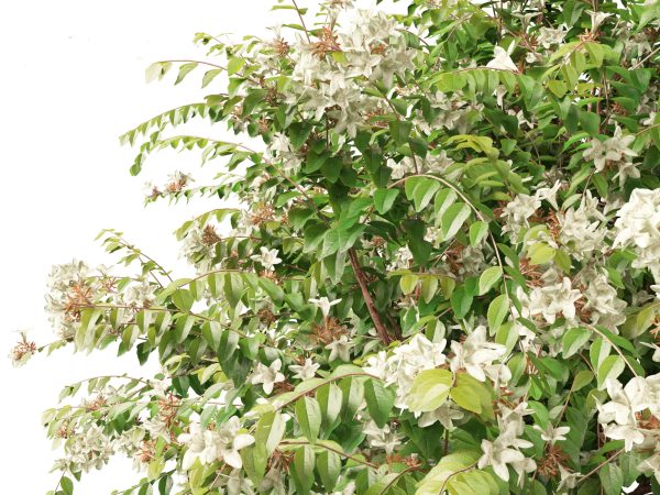 Flowering Garden Shrubs Pack 47 - Image 3