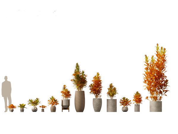 Chic Indoor Potted Plants Pack 27 - Image 5
