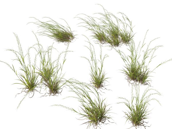 Microlaena stipoides - Weeping meadow grass 3D Model