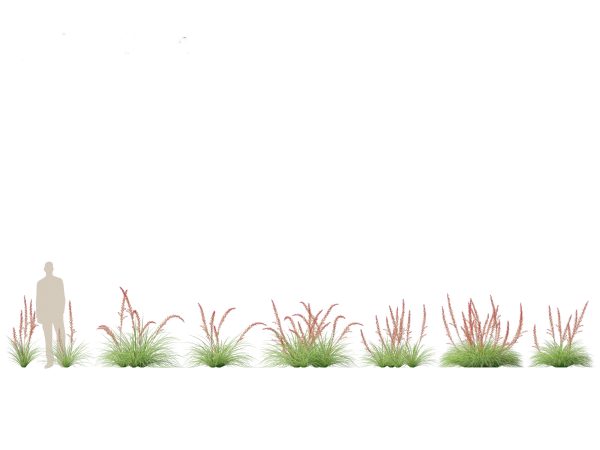 Tropical & Architectural Foliage Pack 51 - Image 16