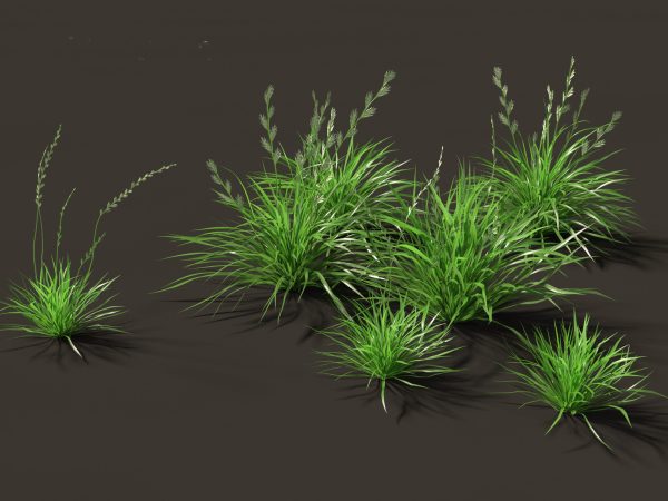Meadow & Grassland Plants Pack 34 - Image 24